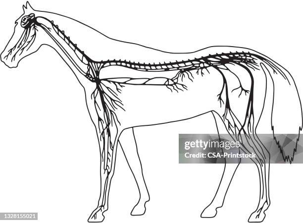 horse diagram - human nervous system stock illustrations