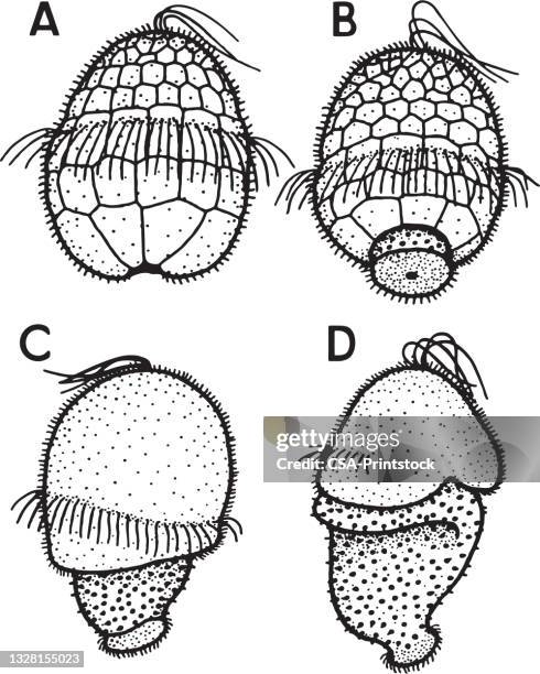 illustrations, cliparts, dessins animés et icônes de sous diagramme - amoeba