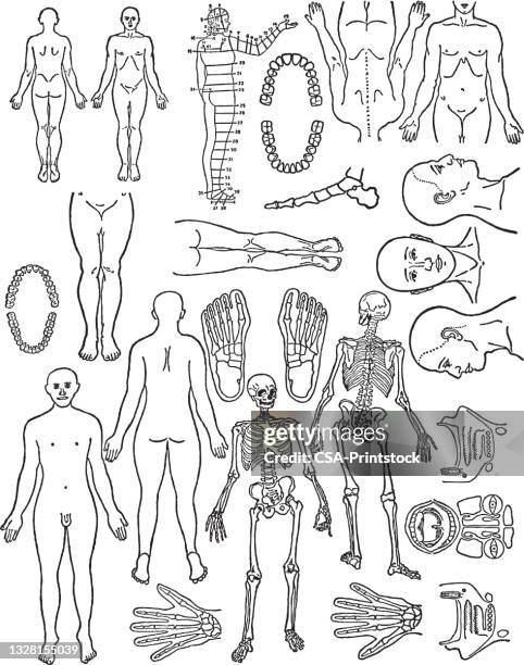 various human body parts - human skeletal system stock illustrations