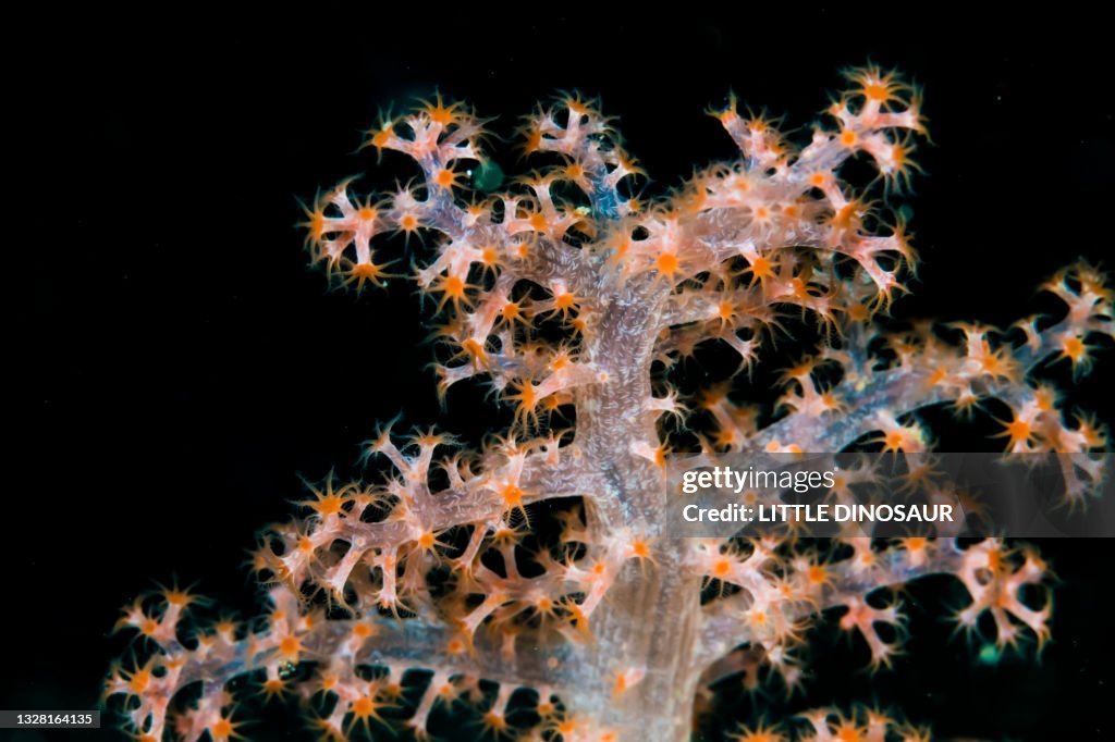 Orange color Soft Coral that opened polyps. Owase, Mie Japan