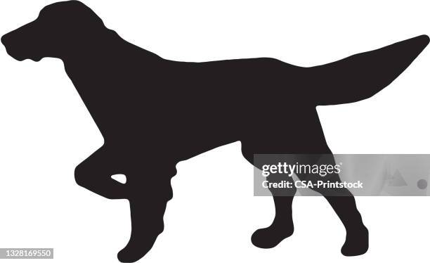 stockillustraties, clipart, cartoons en iconen met pointer dog silhouette - pointer