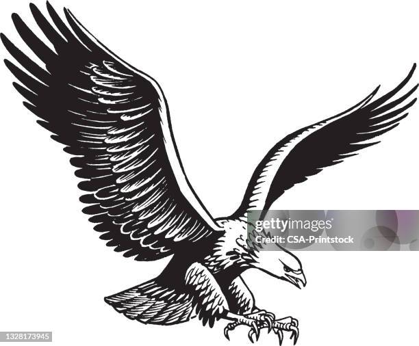 eagle in flight - bird of prey in flight stock illustrations