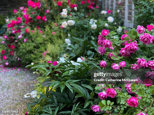 burst of pink rose blossoms in the garden - englischer garten stock-fotos und bilder