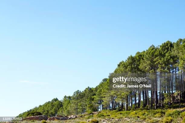 row of trees - pinar fotografías e imágenes de stock