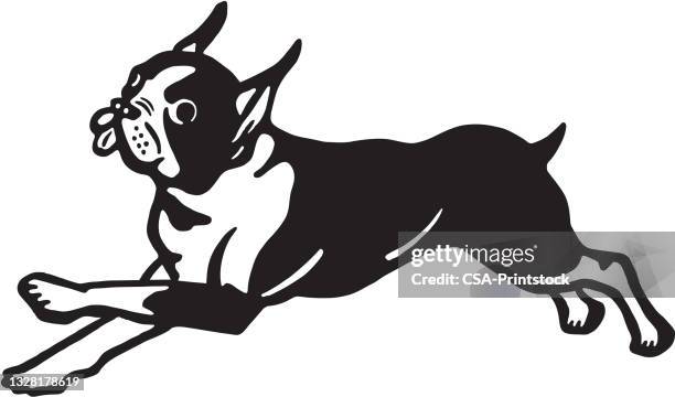 ilustraciones, imágenes clip art, dibujos animados e iconos de stock de boston terrier - boston terrier