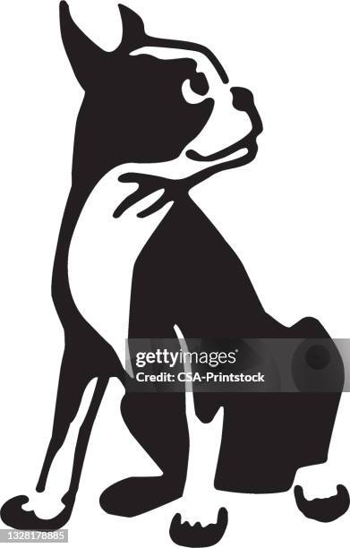 stockillustraties, clipart, cartoons en iconen met boston terrier - boston terrier