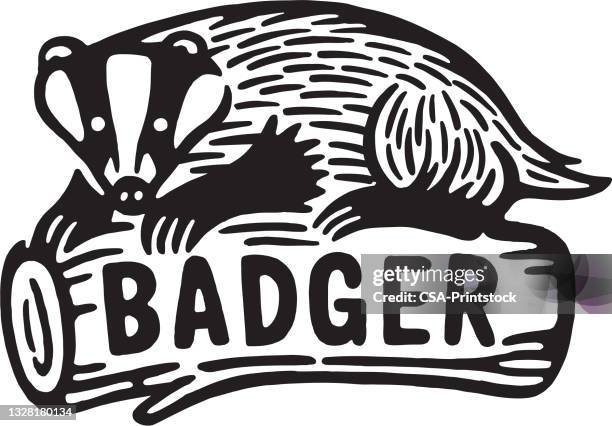 badger on a log - meles meles stock illustrations