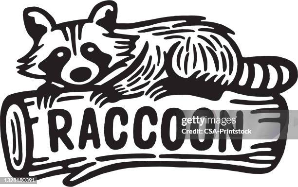 waschbär auf einem log - holzstamm stock-grafiken, -clipart, -cartoons und -symbole