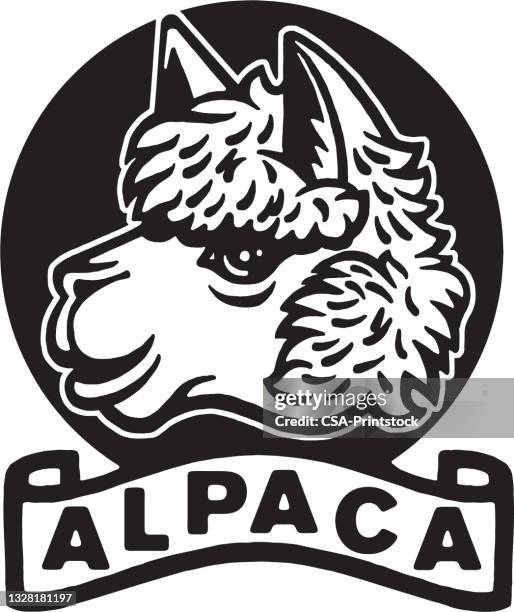 alpaka - alpaka stock-grafiken, -clipart, -cartoons und -symbole