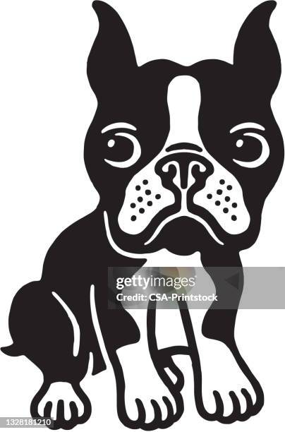 boston terrier - boston terrier sitting stock illustrations