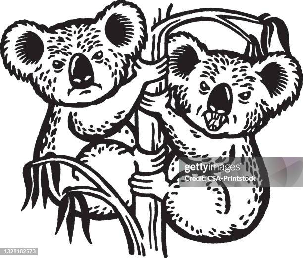 two mean koalas - koala stock illustrations