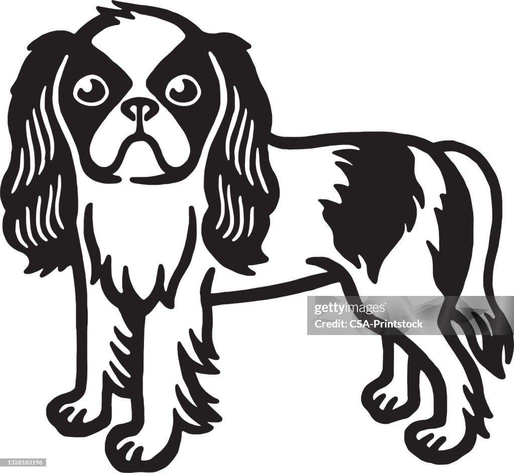 Cavalier King Charles Spaniel Dog