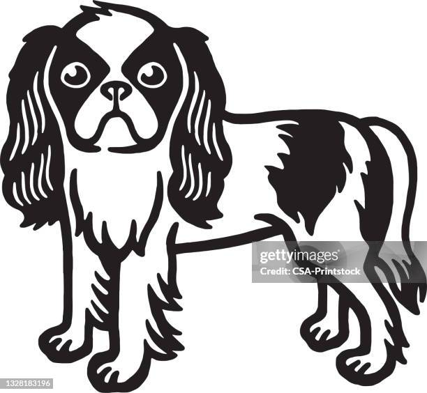 Cavalier King Charles Spaniel Dog High-Res Vector Graphic