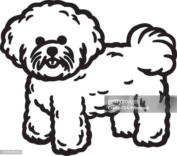 bichon frieze dog - bichon frise stock illustrations