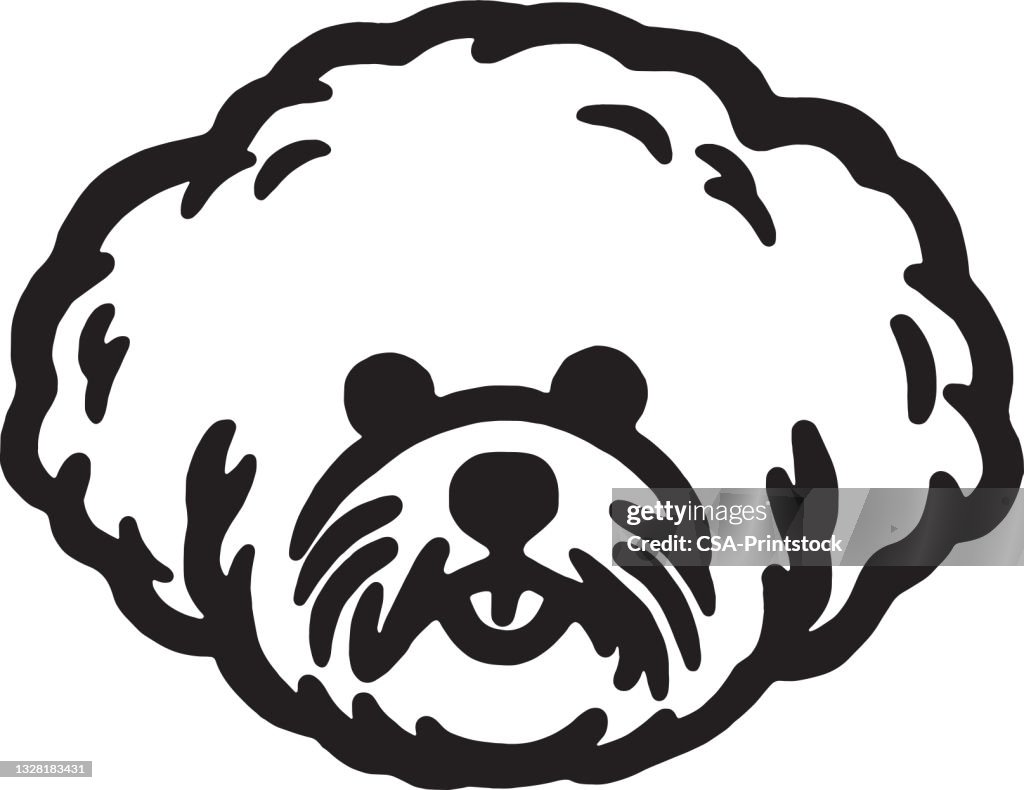 Bichon Frieze Dog
