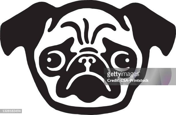 pug dog face - pug portrait stock illustrations