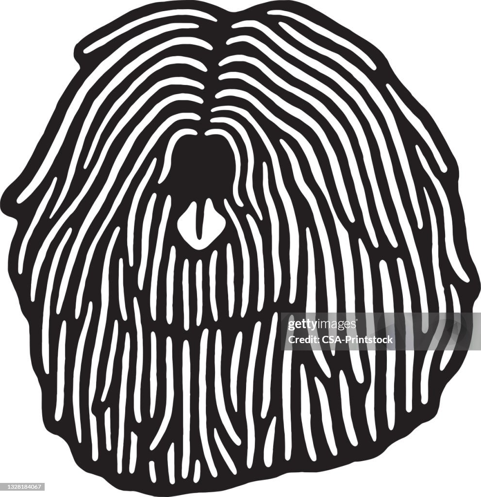 Visage de chien Komondor