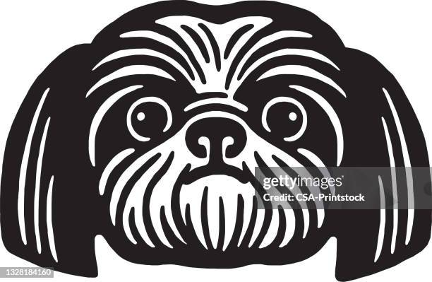 shih tzu face - shih tzu black and white stock illustrations