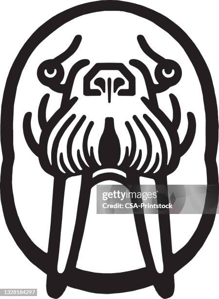 walrus face - walrus stock illustrations