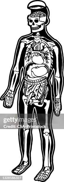 human skeleton and organs - human brain diagram stock illustrations