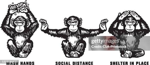 illustrazioni stock, clip art, cartoni animati e icone di tendenza di tre scimmie covid 19 raccomandazioni - arto superiore animale