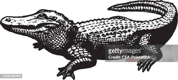 alligator - crocodile stock illustrations