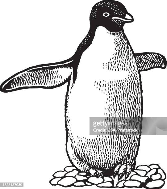 stockillustraties, clipart, cartoons en iconen met penguin - pinguïn
