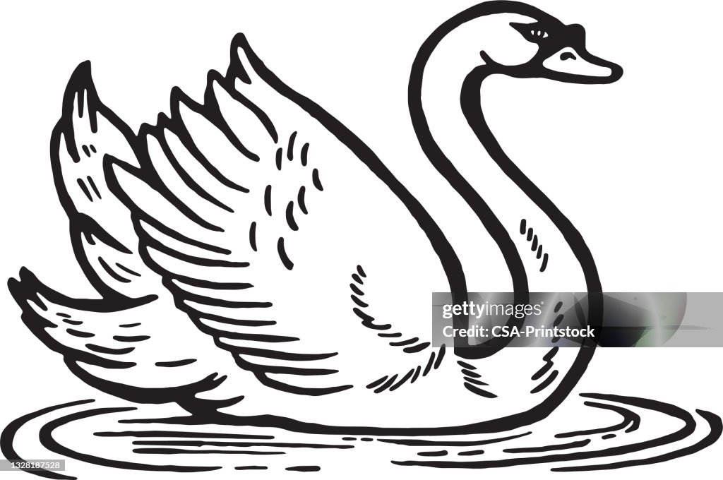 Swan