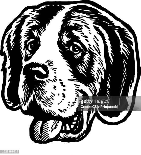 saint bernard - pure bred dog stock illustrations