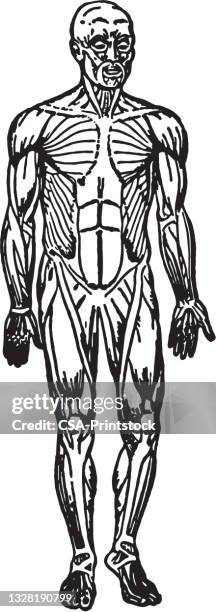 Diagram Of Muscular System Photos and Premium High Res Pictures Biology Diagrams
