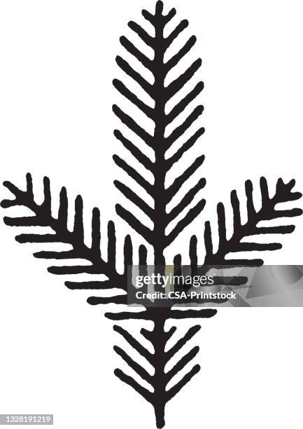 pine bough - needle plant part stock illustrations