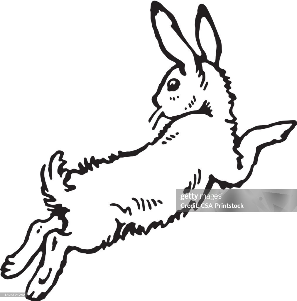 Conejo