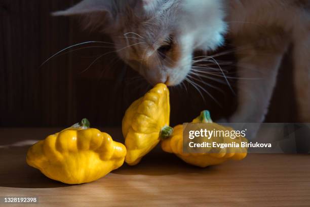 ripe yellow pattypan squash (cucurbita pepo) on wooden table with white cat on background - pattypan squash imagens e fotografias de stock