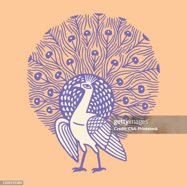peacock - single peacock feather stock illustrations