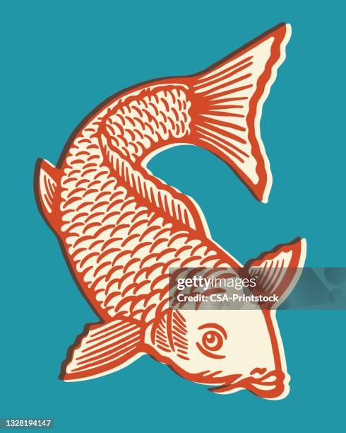 563点の鯉イラスト素材 Getty Images 563点の鯉イラスト素材 Getty Images