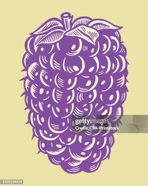 blackberry - blackberry fruit stock illustrations