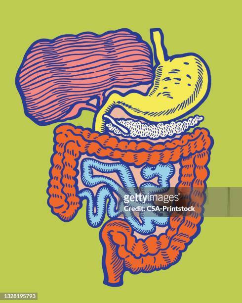 internal human organs - abdomen diagram stock illustrations