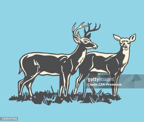 stockillustraties, clipart, cartoons en iconen met two deer - a female deer