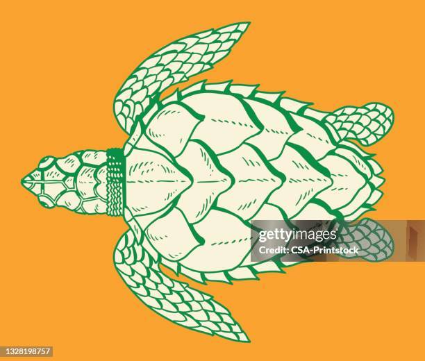 tortoise - turtle shell stock illustrations