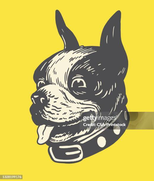 boston terrier - dog portrait stock illustrations