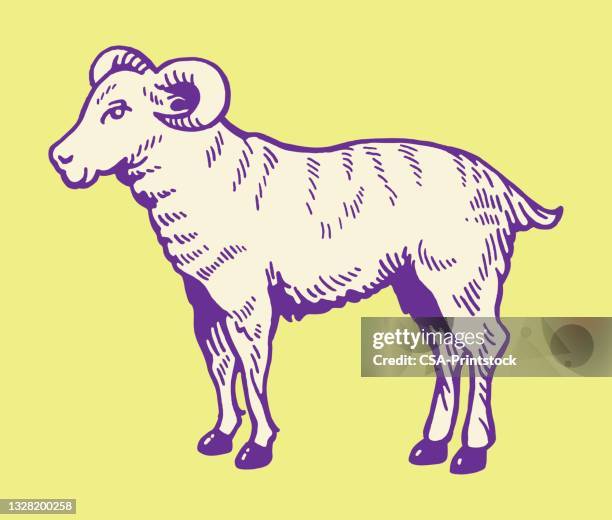 ram - ram stock-grafiken, -clipart, -cartoons und -symbole