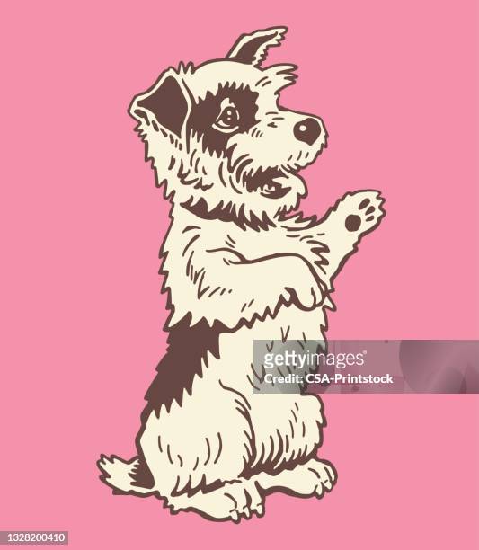 dog sitting on back legs - terrier stock illustrations