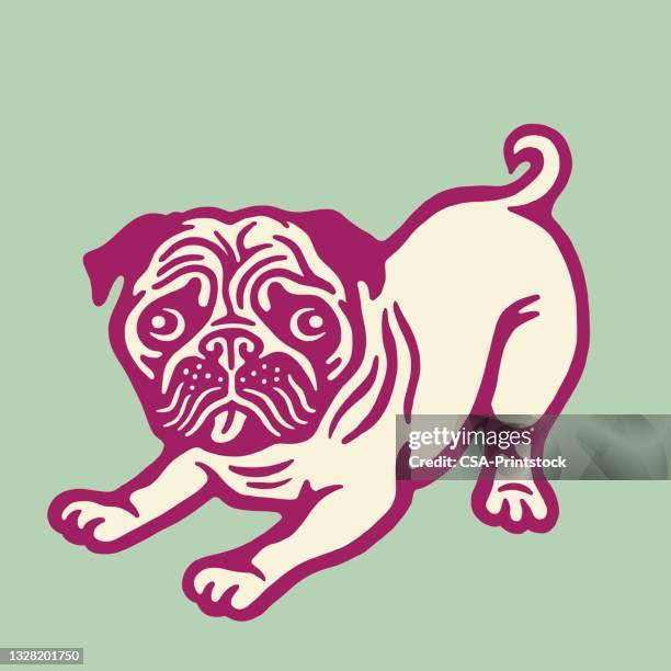 ilustraciones, imágenes clip art, dibujos animados e iconos de stock de pug - doguillo