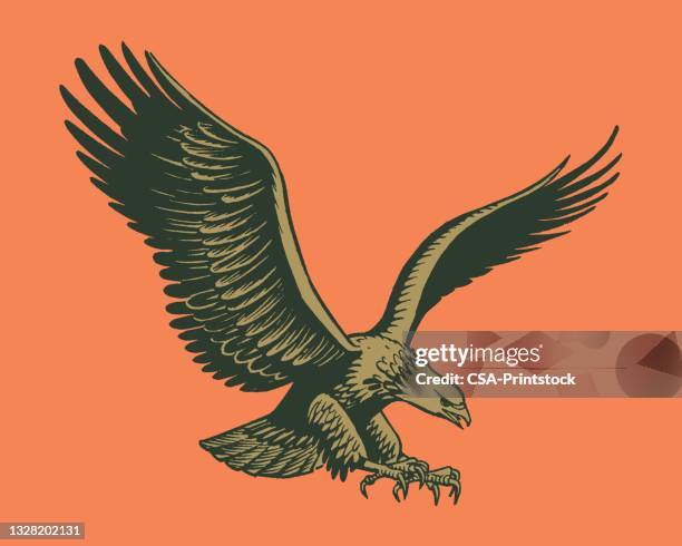 eagle im flug - adler stock-grafiken, -clipart, -cartoons und -symbole