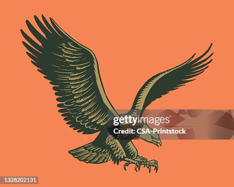 Eagle in flight Eagle in flight
