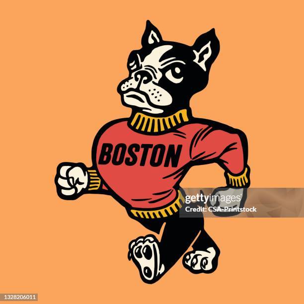 anthropomorphic dog mascot with boston on sweater - boston terrier stock illustrations