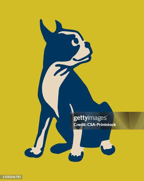boston terrier - pure bred dog stock illustrations