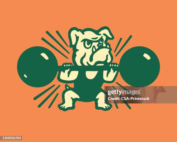 illustrations, cliparts, dessins animés et icônes de bulldog levage poids - mascotte