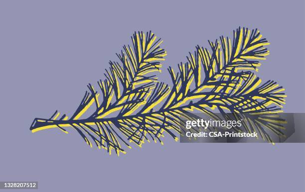 pine tree branch - tannenzweig stock-grafiken, -clipart, -cartoons und -symbole