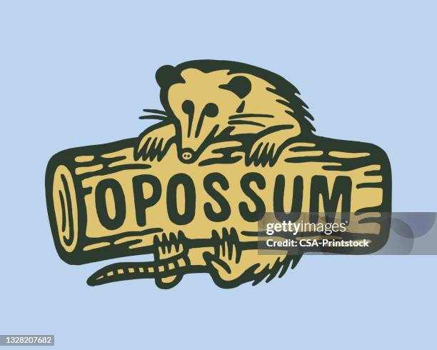 opossum in einem protokoll - possum stock-grafiken, -clipart, -cartoons und -symbole